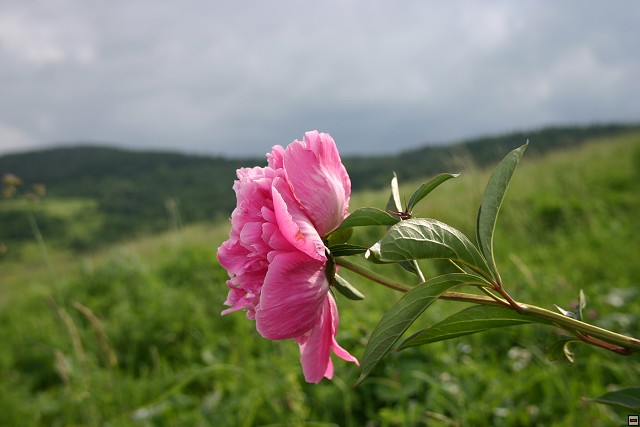 img00005.jpg